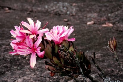 Monte Roraima – Flora e Fauna