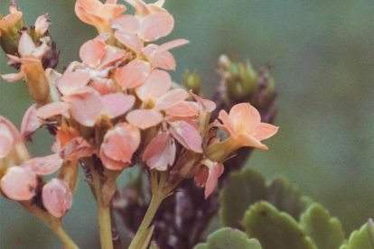 Flores - Travessia Extrema x Joanópolis