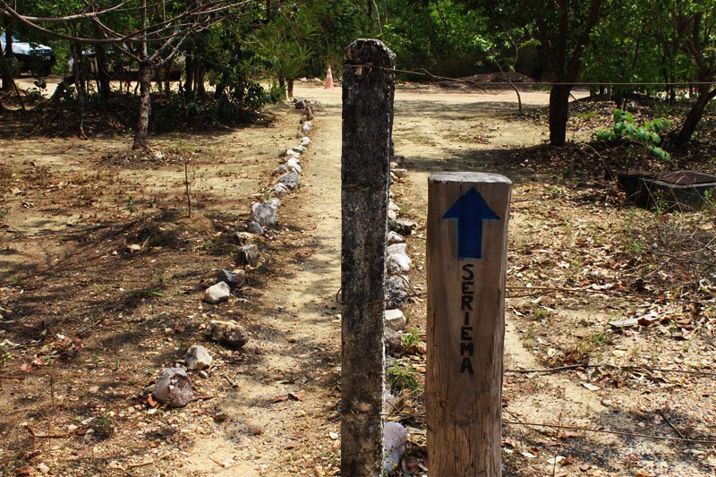 Seriema - Chapada dos Veadeiros