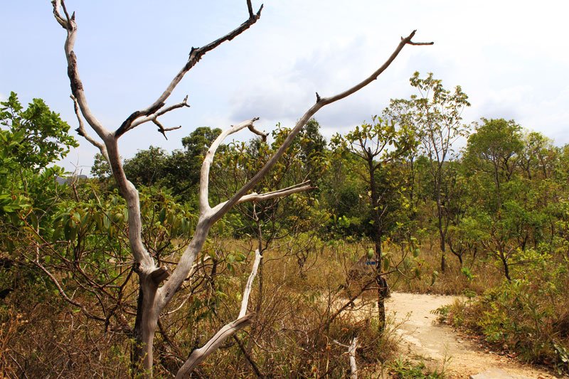 Seriema - Chapada dos Veadeiros