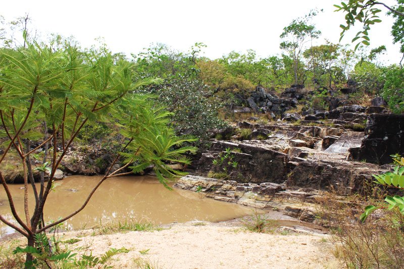 Seriema - Chapada dos Veadeiros