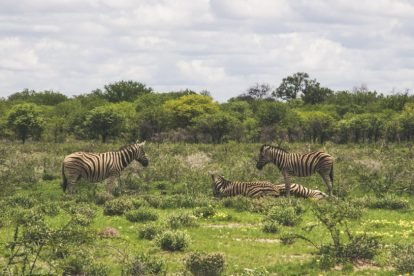 Etosha National Park