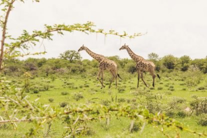 Etosha National Park
