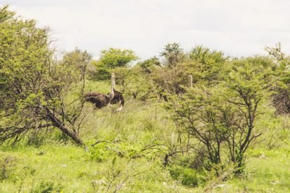 Etosha National Park