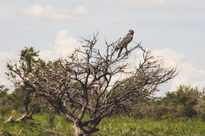 Etosha National Park