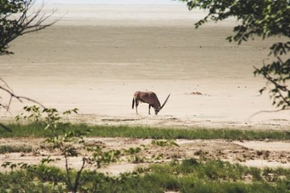 Etosha National Park