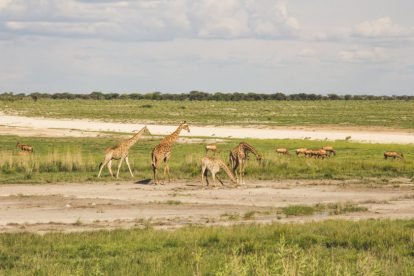 Etosha National Park