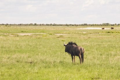 Etosha National Park
