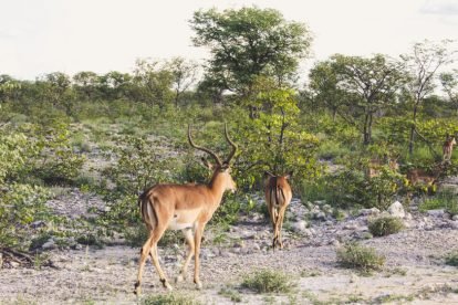 Namíbia, África