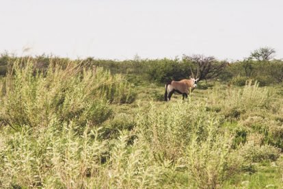 Etosha National Park