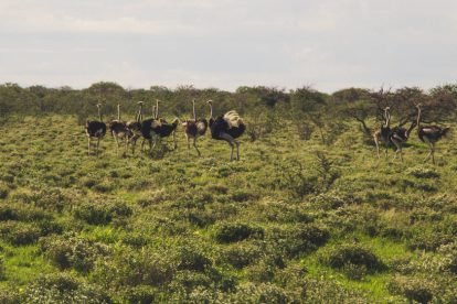 Etosha National Park
