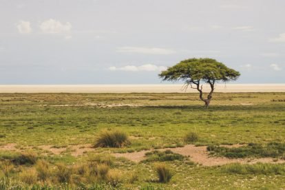 Etosha National Park