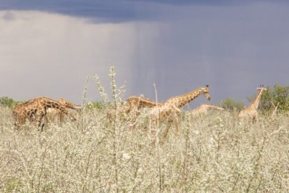 Girafas