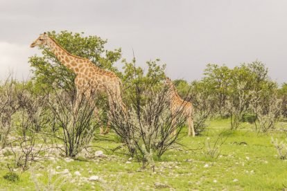 Etosha National Park