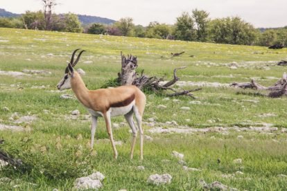 Etosha National Park