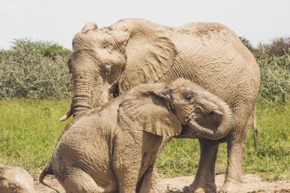 Etosha National Park
