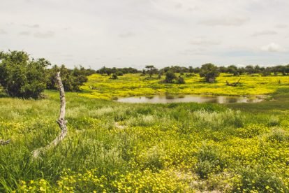 Etosha National Park