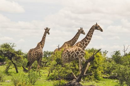Etosha National Park