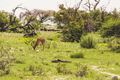 Etosha National Park