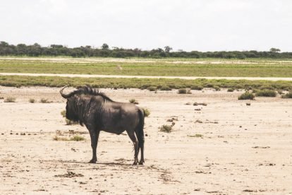 Gnu