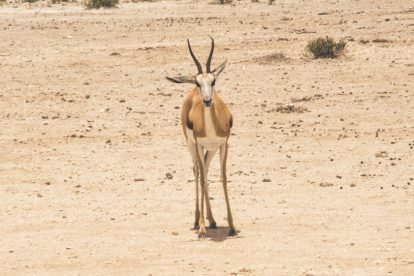 Etosha National Park