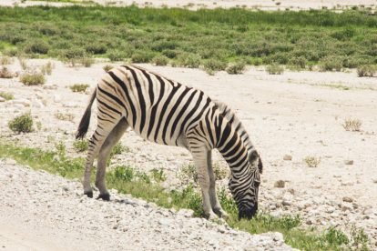Zebra