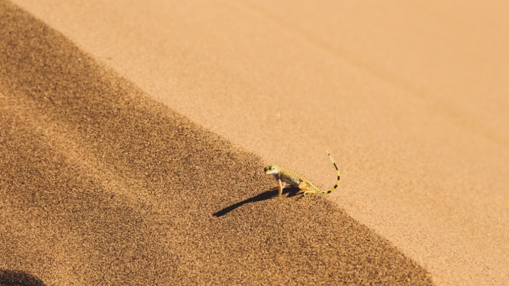 Sossusvlei, Deadvlei, Namíbia