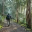 Peregrino em bosque de eucaliptos, caminhada de autoconhecimento no Caminho de Santiago