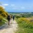 Trilha com giestas e flores silvestres: Caminho de Santiago em abril