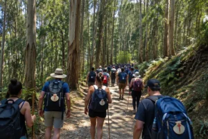 Trilha cheia de peregrinos entre eucaliptos: Caminho de Santiago em agosto