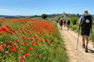Campos de papoulas à beira da trilha: Caminho de Santiago em maio