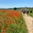 Campos de papoulas à beira da trilha: Caminho de Santiago em maio