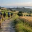 Peregrinos entre vinhedos e trigais no Caminho Francês, na comparação Caminho Francês ou Português