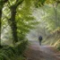 Peregrino caminhando devagar em bosque galego, prática de meditação caminhando no Caminho de Santiago