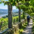 Vinhedos em pérgulas de granito no Minho, entre as paisagens do Caminho Português